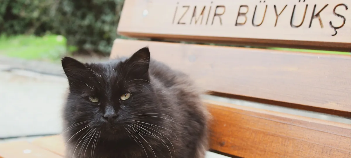 İzmir Büyükşehir yazılı ahşap bankta oturan siyah tüylü bir sokak kedisi